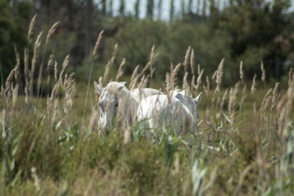 Bed and Breakfast Bergerie D'Alivon En Camargue Albaron Zewnętrze zdjęcie