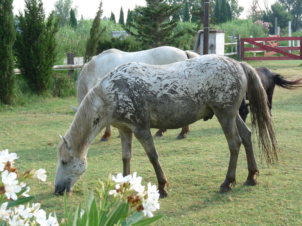 Bed and Breakfast Bergerie D'Alivon En Camargue Albaron Zewnętrze zdjęcie