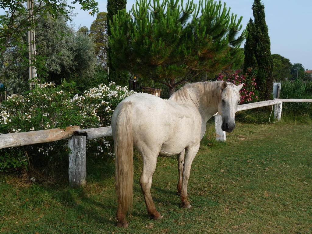 Bed and Breakfast Bergerie D'Alivon En Camargue Albaron Zewnętrze zdjęcie
